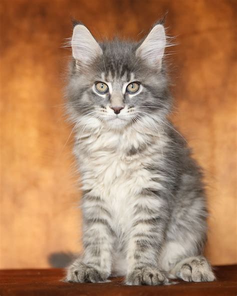 Maine Coon Adoption in Virginia: Maine Coon Kittens for Sale in ...